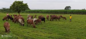 Cow Grazzing in Open Grass Fields