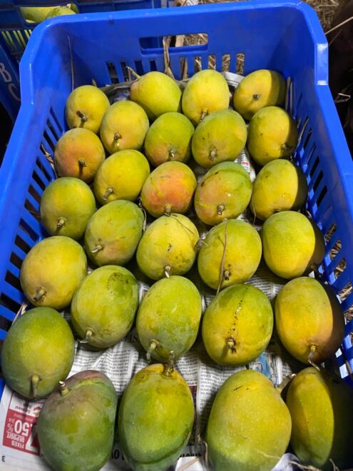 aphra mango